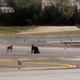 Illustration for article titled Escaped Puppy Runs on to Runway and Causes Cutest Airport Delay Ever